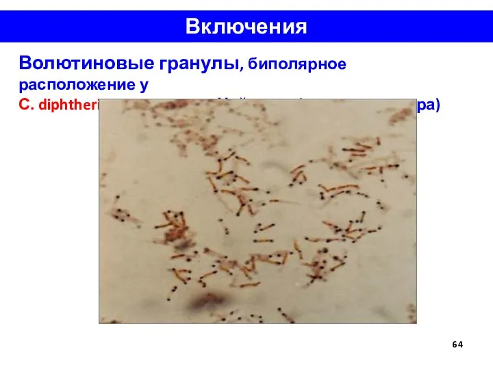 Включения Волютиновые гранулы, биполярное расположение у С. diphtheriae, окраска по Нейссеру (чистая культура)