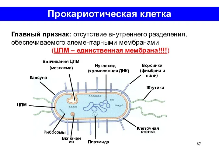 Прокариотическая клетка Главный признак: отсутствие внутреннего разделения, обеспечиваемого элементарными мембранами (ЦПМ – единственная