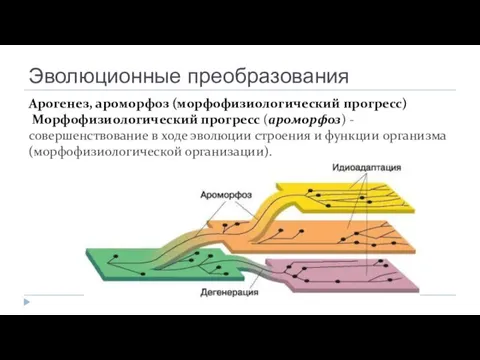 Эволюционные преобразования Арогенез, ароморфоз (морфофизиологический прогресс) Морфофизиологический прогресс (ароморфоз) -