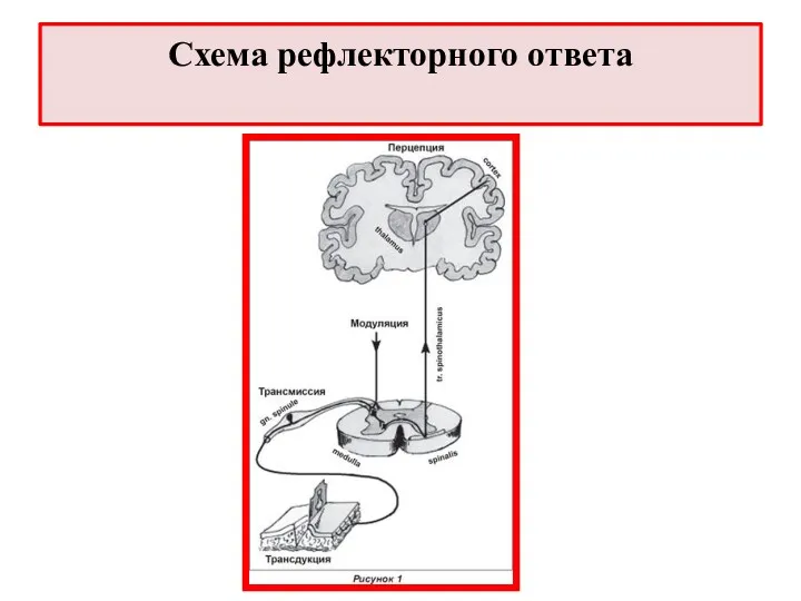 Схема рефлекторного ответа