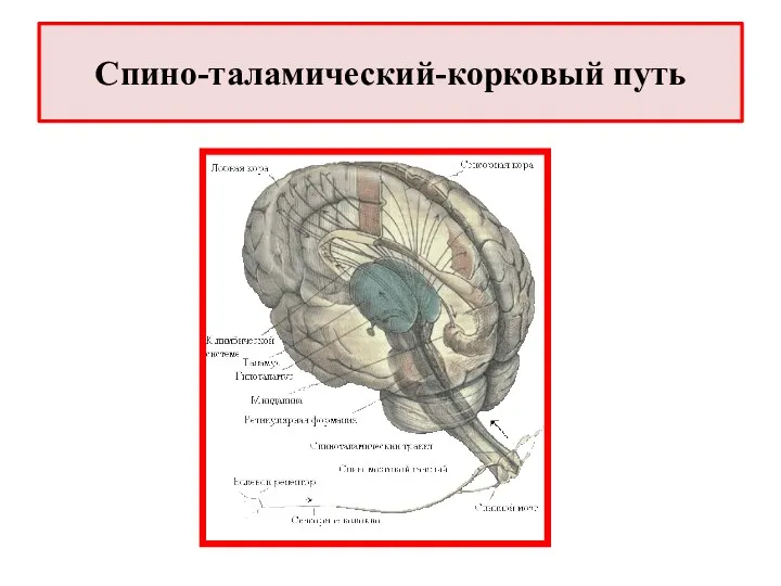 Спино-таламический-корковый путь