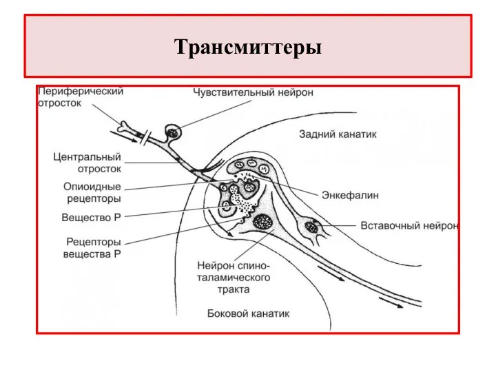 Трансмиттеры