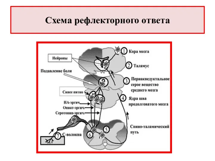 Схема рефлекторного ответа