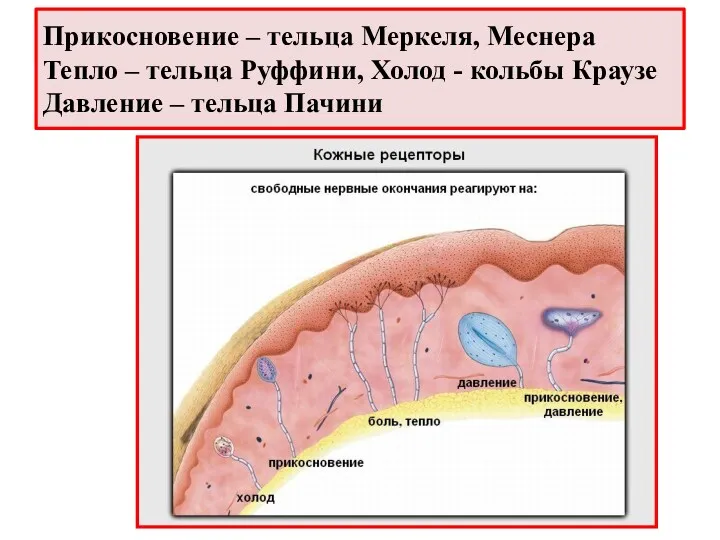 Прикосновение – тельца Меркеля, Меснера Тепло – тельца Руффини, Холод