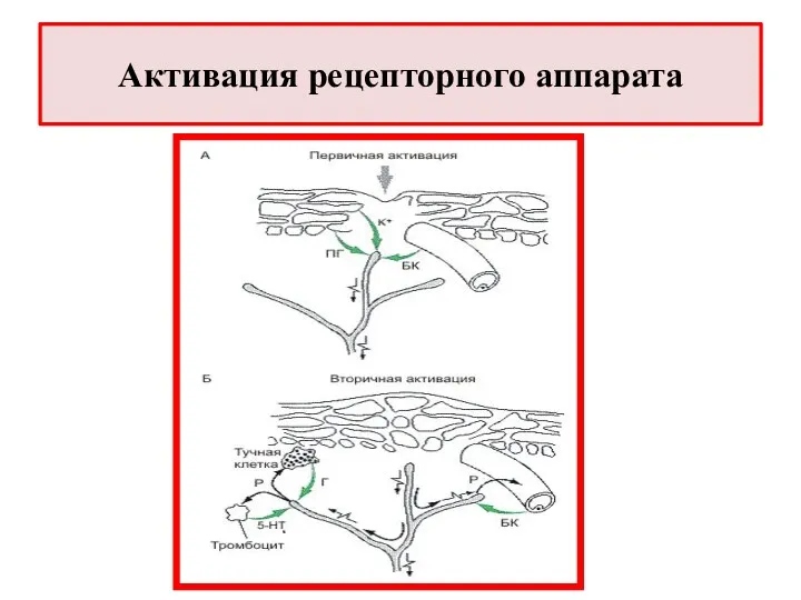 Активация рецепторного аппарата