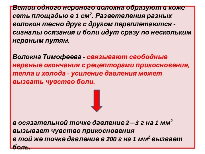 Ветви одного нервного волокна образуют в коже сеть площадью в