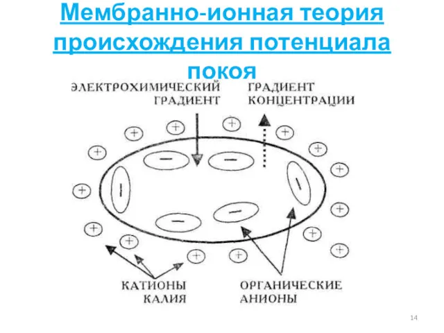 Мембранно-ионная теория происхождения потенциала покоя