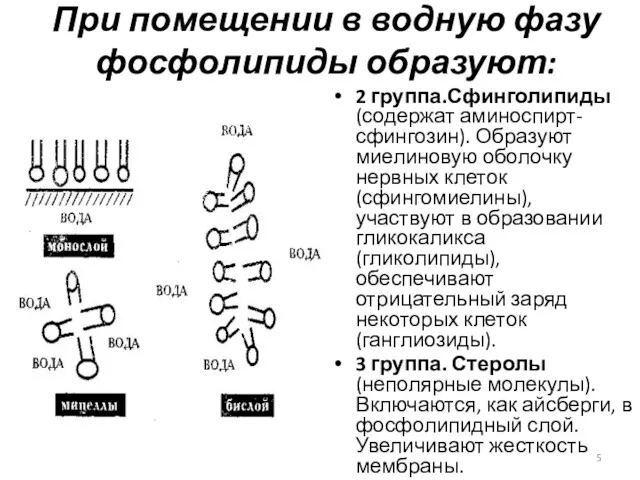 При помещении в водную фазу фосфолипиды образуют: 2 группа.Сфинголипиды (содержат