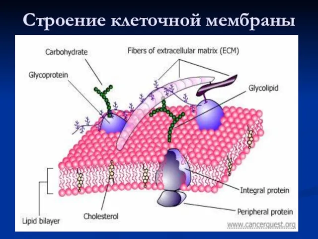 Строение клеточной мембраны