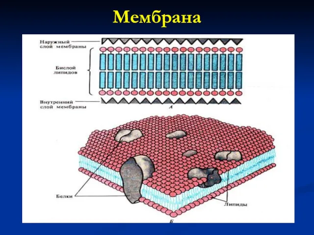 Мембрана