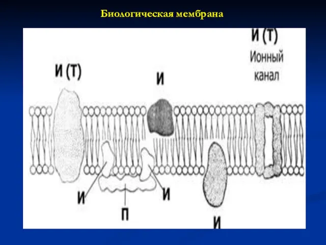 Биологическая мембрана