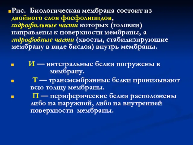 Рис. Биологическая мембрана состоит из двойного слоя фосфолипидов, гидрофильные части