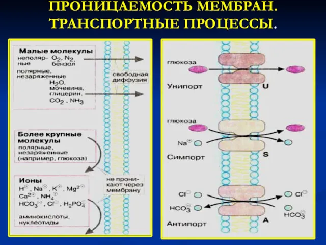 ПРОНИЦАЕМОСТЬ МЕМБРАН. ТРАНСПОРТНЫЕ ПРОЦЕССЫ.