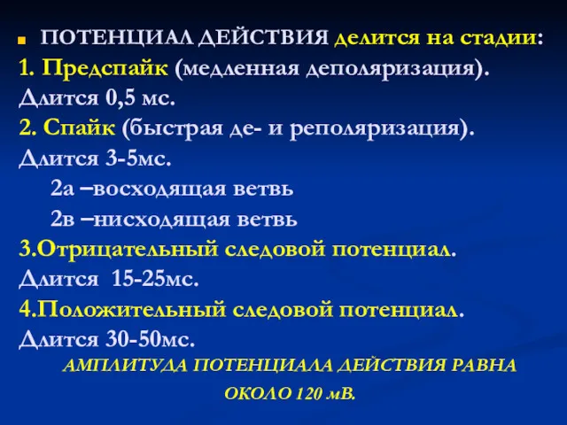 ПОТЕНЦИАЛ ДЕЙСТВИЯ делится на стадии: 1. Предспайк (медленная деполяризация). Длится