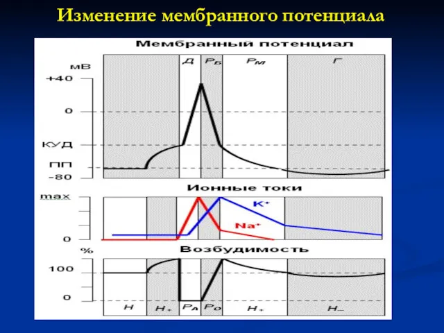 Изменение мембранного потенциала