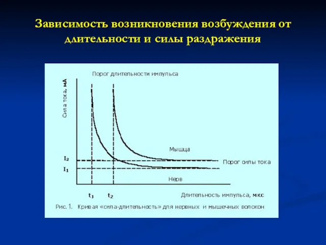 Зависимость возникновения возбуждения от длительности и силы раздражения