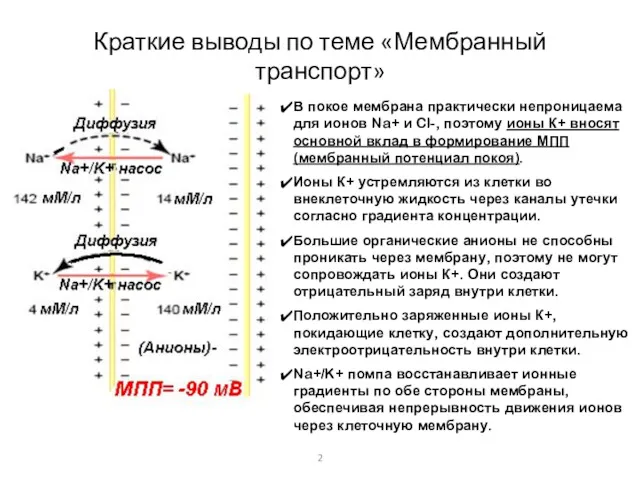 Краткие выводы по теме «Мембранный транспорт» В покое мембрана практически