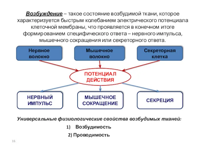 Возбуждение – такое состояние возбудимой ткани, которое характеризуется быстрым колебанием