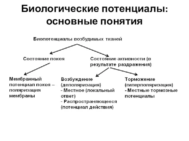 Биологические потенциалы: основные понятия