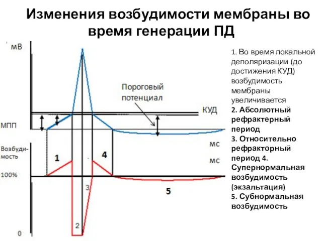 7. Изменения возбудимости мембраны во время генерации ПД 1. Во