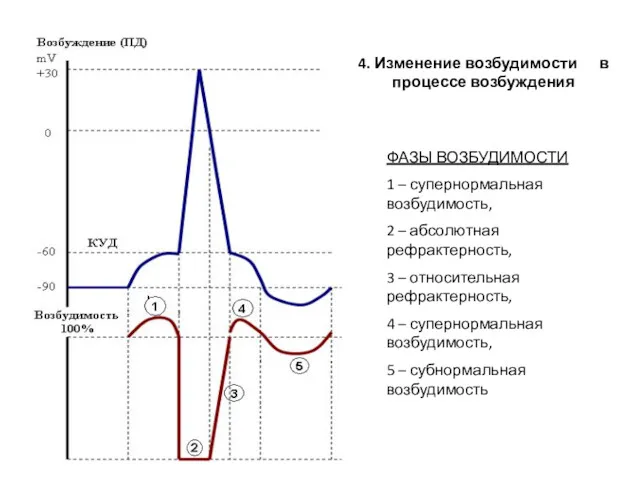 4. Изменение возбудимости в процессе возбуждения ФАЗЫ ВОЗБУДИМОСТИ 1 –