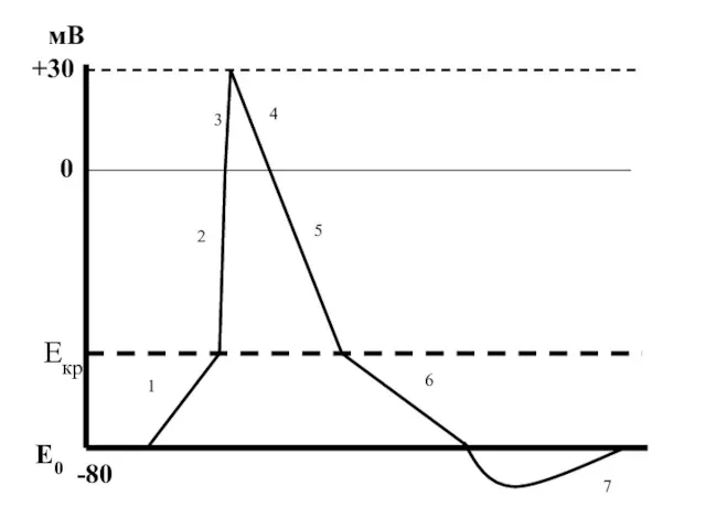 Е0 Екр -80 0 +30 мВ 1 2 3 4 5 6 7