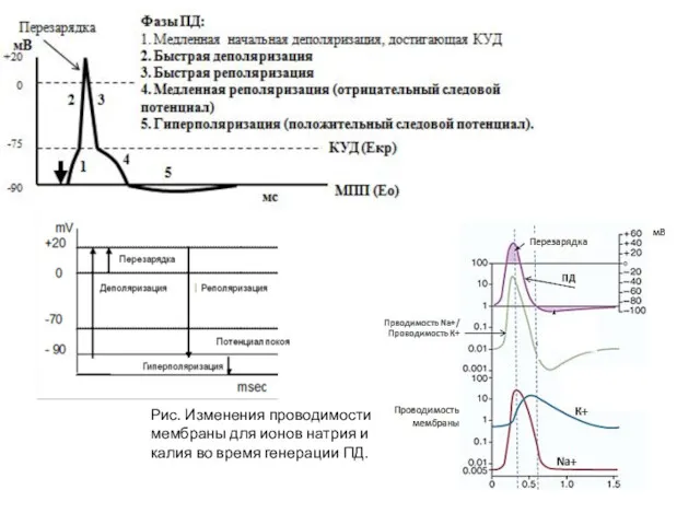 Рис. Изменения проводимости мембраны для ионов натрия и калия во время генерации ПД.