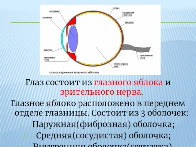 Глаз состоит из глазного яблока и зрительного нерва. Глазное яблоко