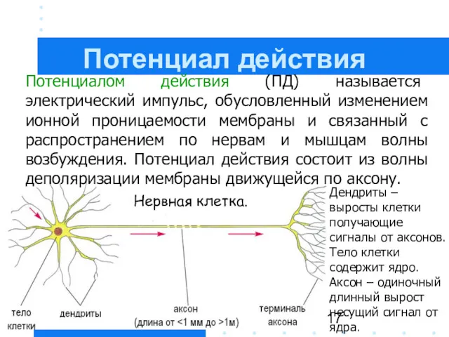 Потенциалом действия (ПД) называется электрический импульс, обусловленный изменением ионной проницаемости