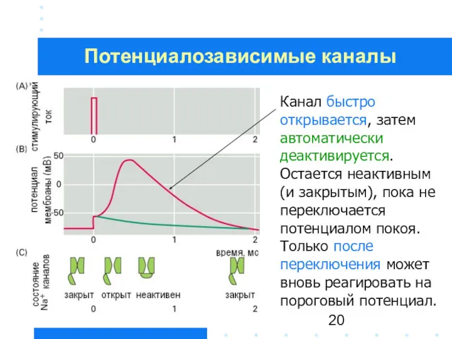 Канал быстро открывается, затем автоматически деактивируется. Остается неактивным (и закрытым),