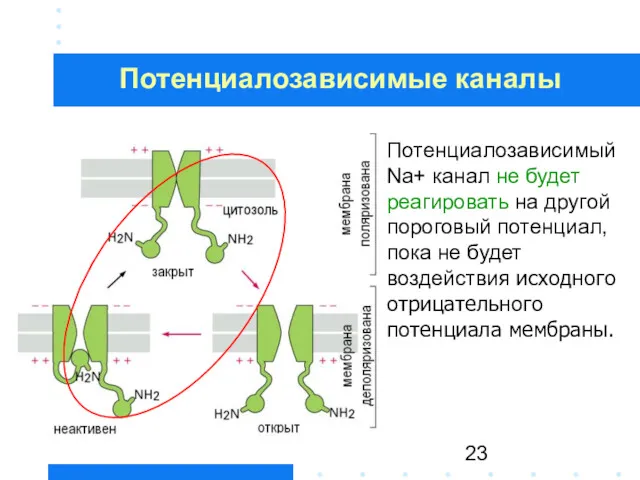 Потенциалозависимый Na+ канал не будет реагировать на другой пороговый потенциал,