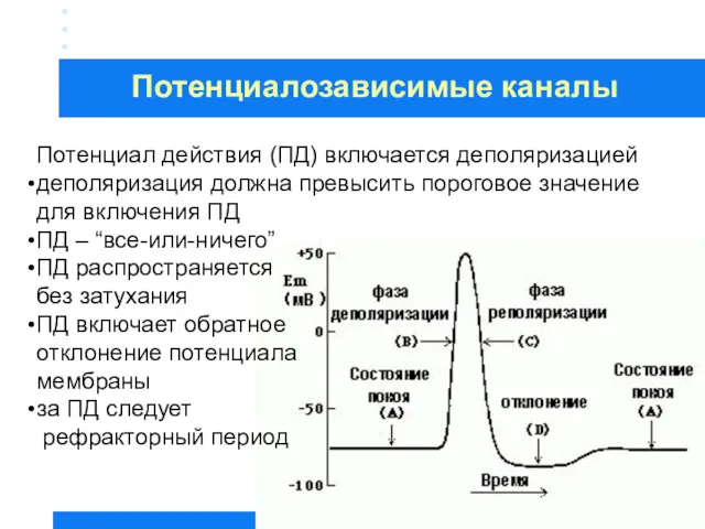 Потенциал действия (ПД) включается деполяризацией деполяризация должна превысить пороговое значение