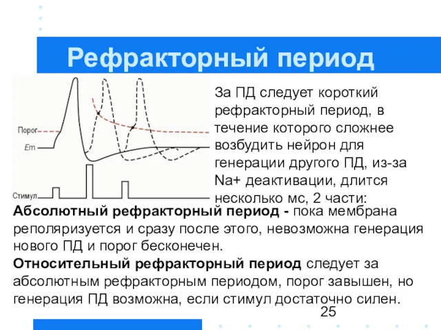 Рефракторный период За ПД следует короткий рефракторный период, в течение