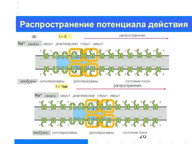 Распространение потенциала действия