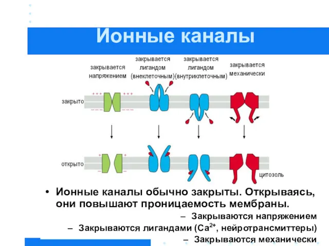 Ионные каналы Ионные каналы обычно закрыты. Открываясь, они повышают проницаемость