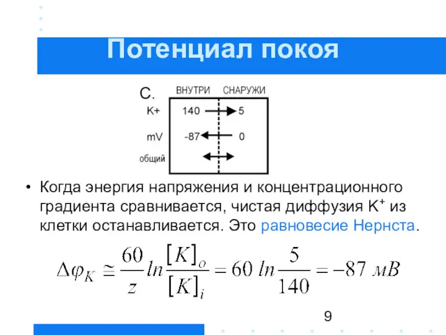 Потенциал покоя Когда энергия напряжения и концентрационного градиента сравнивается, чистая