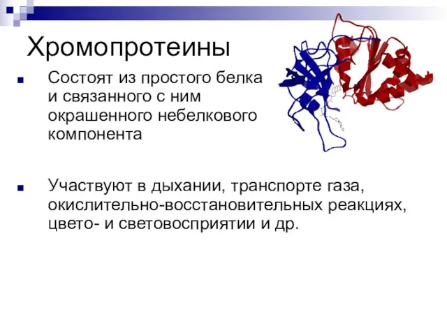 Хромопротеины Состоят из простого белка и связанного с ним окрашенного небелкового компонента Участвуют