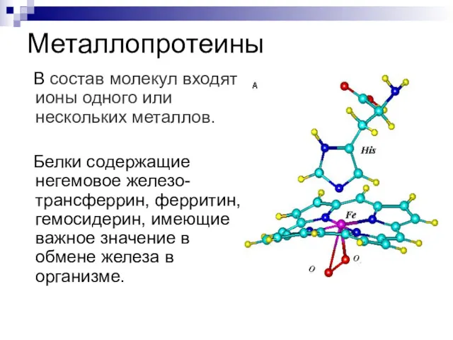 Металлопротеины В состав молекул входят ионы одного или нескольких металлов. Белки содержащие негемовое