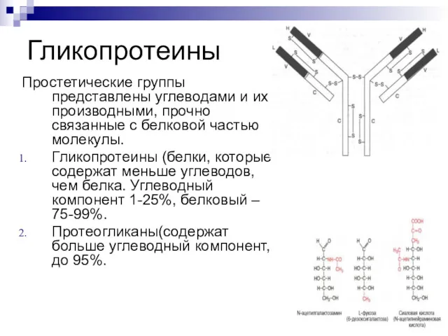 Гликопротеины Простетические группы представлены углеводами и их производными, прочно связанные с белковой частью