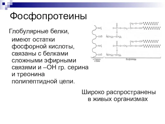 Фосфопротеины Глобулярные белки, имеют остатки фосфорной кислоты, связаны с белками