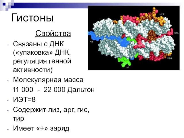 Гистоны Свойства Связаны с ДНК («упаковка» ДНК, регуляция генной активности) Молекулярная масса 11