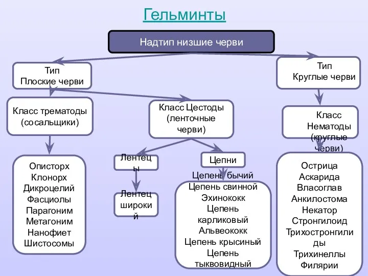 Гельминты Тип Плоские черви Тип Круглые черви Надтип низшие черви Класс трематоды (сосальщики)