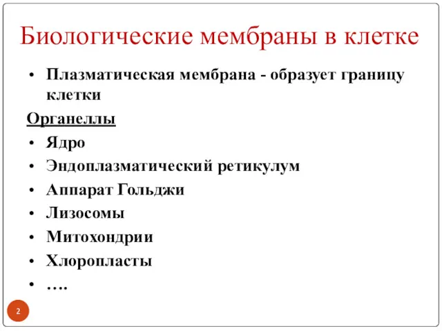 Биологические мембраны в клетке Плазматическая мембрана - образует границу клетки