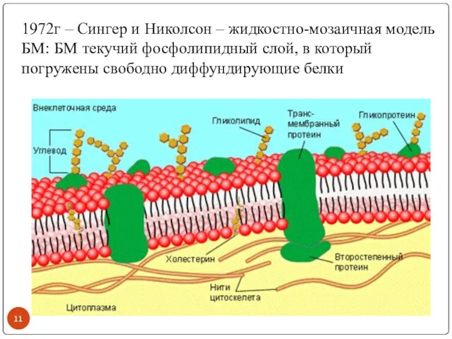 1972г – Сингер и Николсон – жидкостно-мозаичная модель БМ: БМ