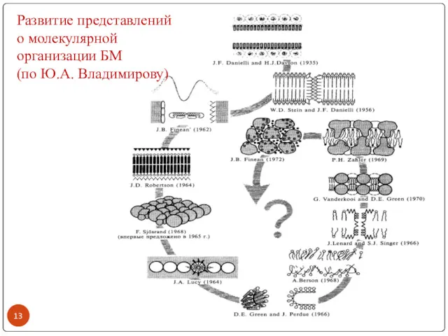 Развитие представлений о молекулярной организации БМ (по Ю.А. Владимирову)