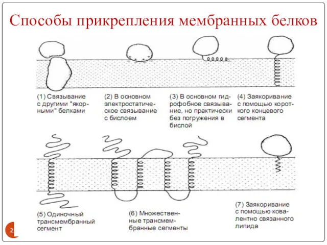 Способы прикрепления мембранных белков