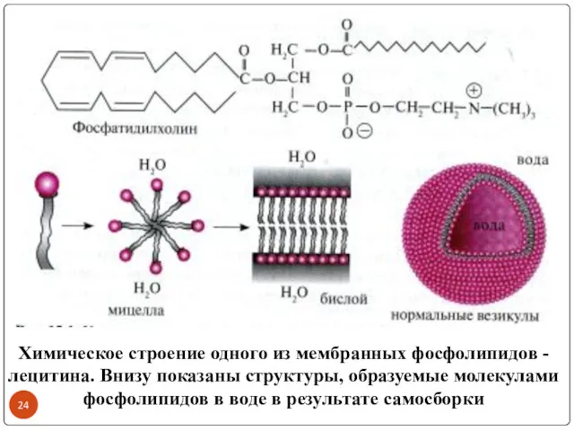 Химическое строение одного из мембранных фосфолипидов - лецитина. Внизу показаны