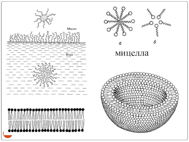 мицелла