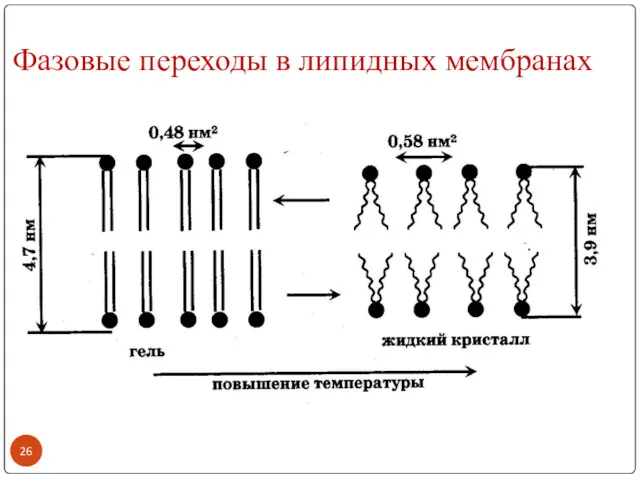 Фазовые переходы в липидных мембранах