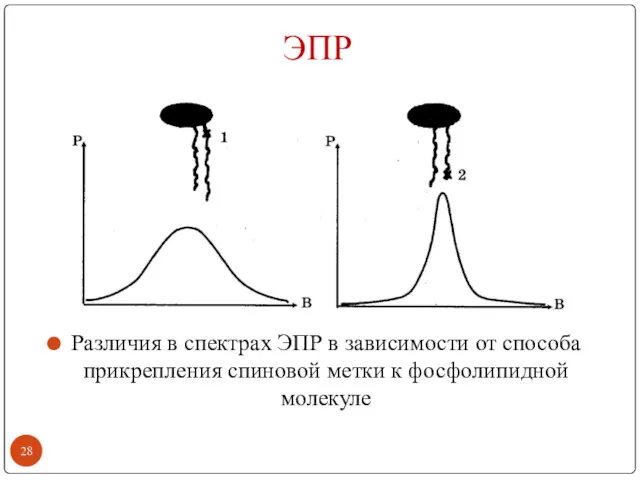 ЭПР Различия в спектрах ЭПР в зависимости от способа прикрепления спиновой метки к фосфолипидной молекуле